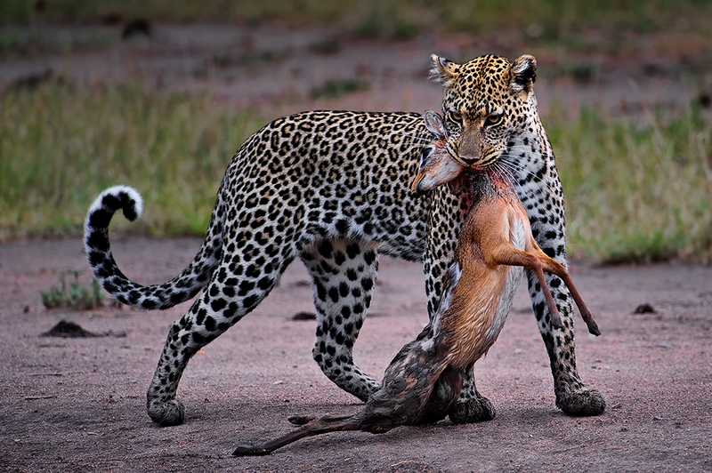 439 - LEOPARD AND DIKDIK NO1 - JOURDAIN ROGER - france.jpg